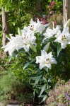 [Lilium White Eyes-6092.jpg]